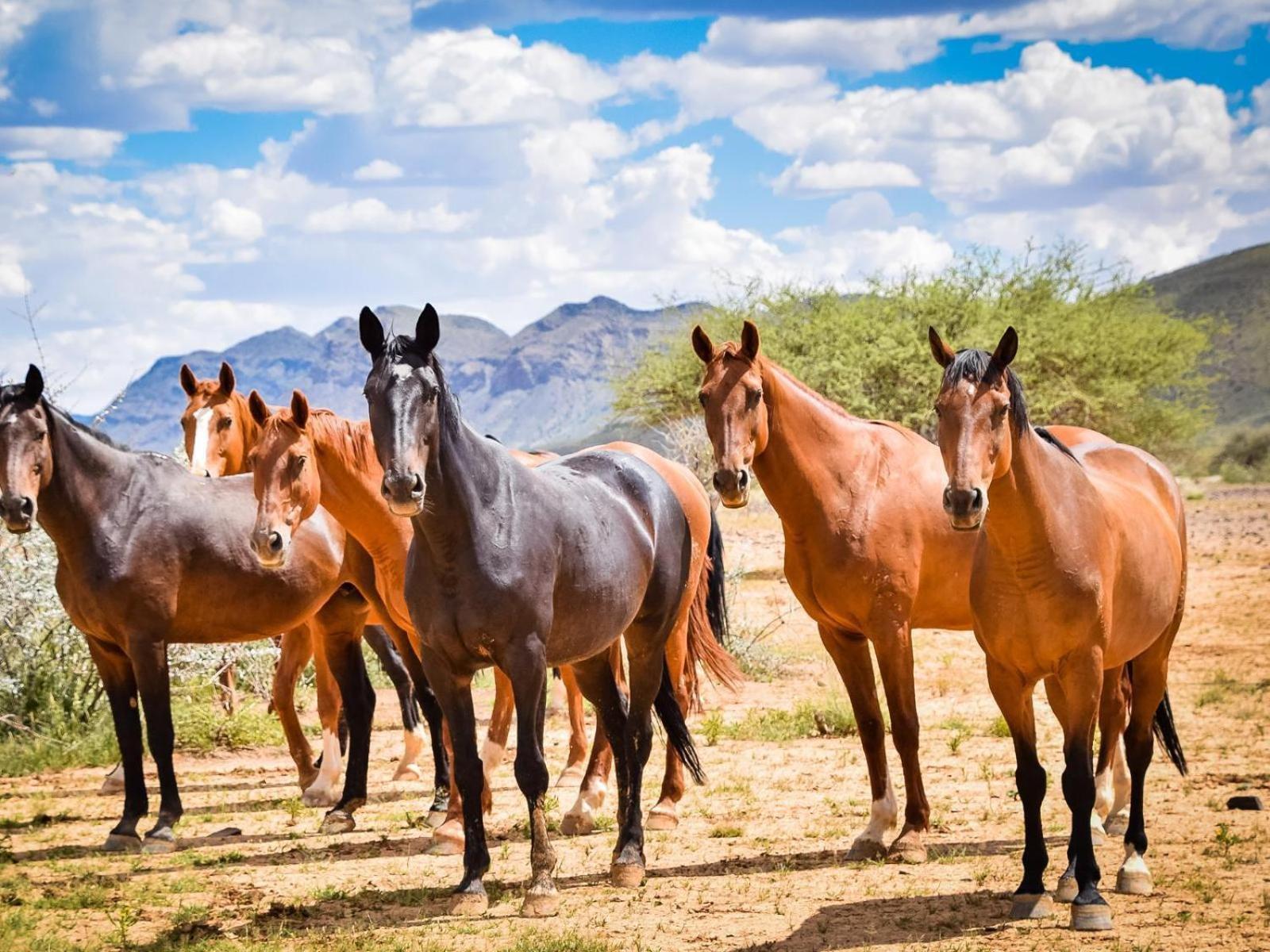 Buellsport Naukluft Lodge & Farm Namib-Naukluft National Park Zewnętrze zdjęcie