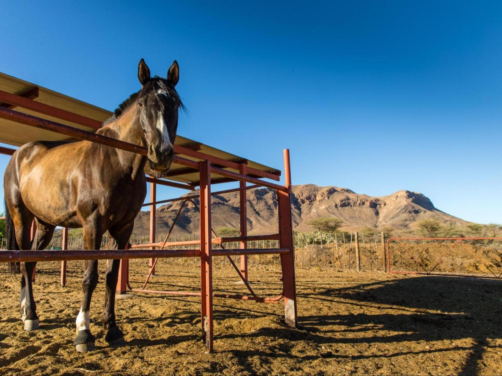 Buellsport Naukluft Lodge & Farm Namib-Naukluft National Park Zewnętrze zdjęcie